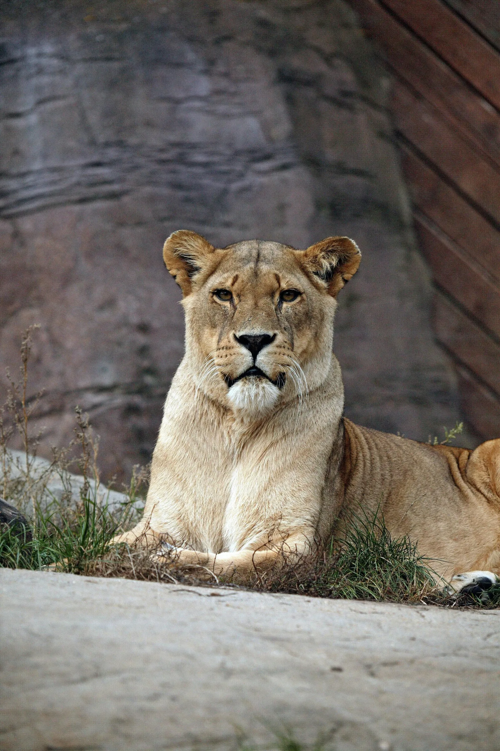6-Days  Budget Kruger Park - Sekekama Tented Camp Safari gallery image