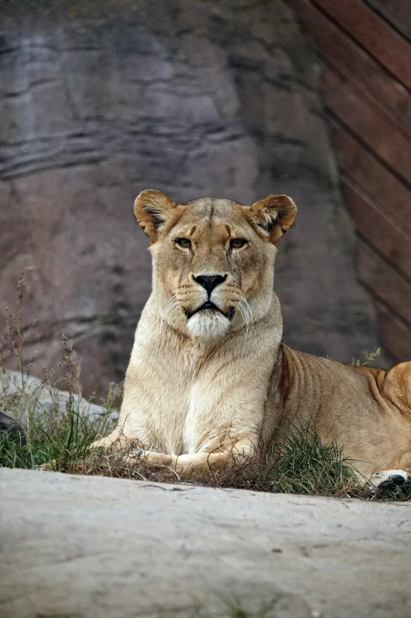 6-Days  Kwa-Zulu Natal Hluhluwe Bush & Water Safari gallery image