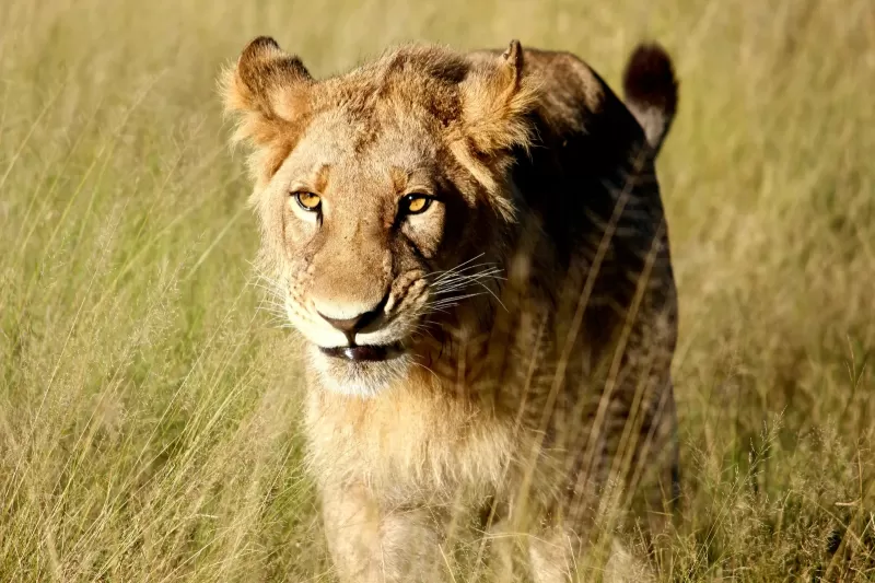2 Days 1 Night Discover Mikumi National Park