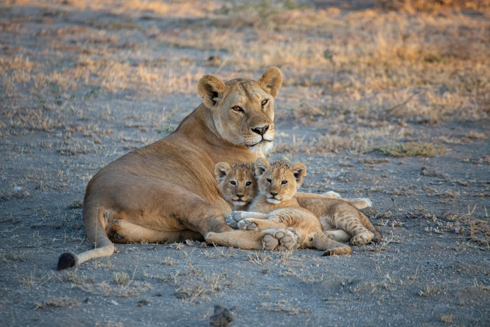 6-Days  Tremisana/Treehouse Kruger Park Safari gallery image