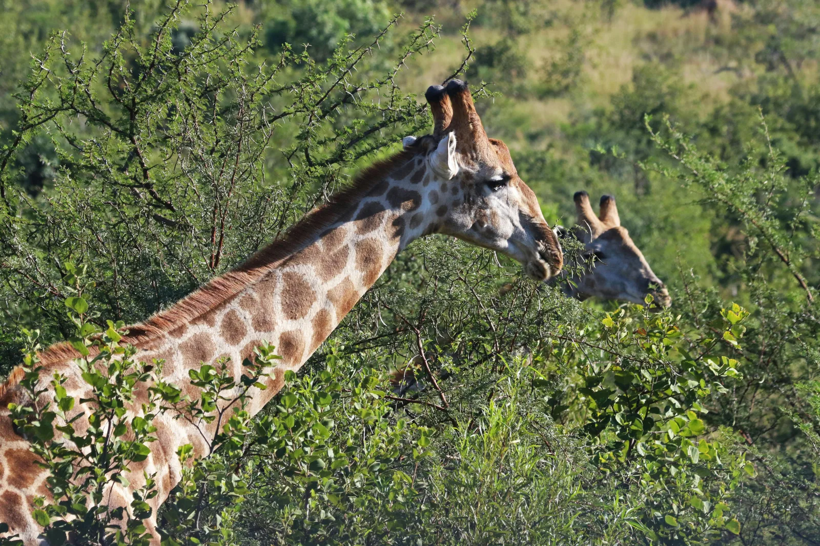 4-Day Luxury Mdluli Game Lodge Kruger National Park gallery image