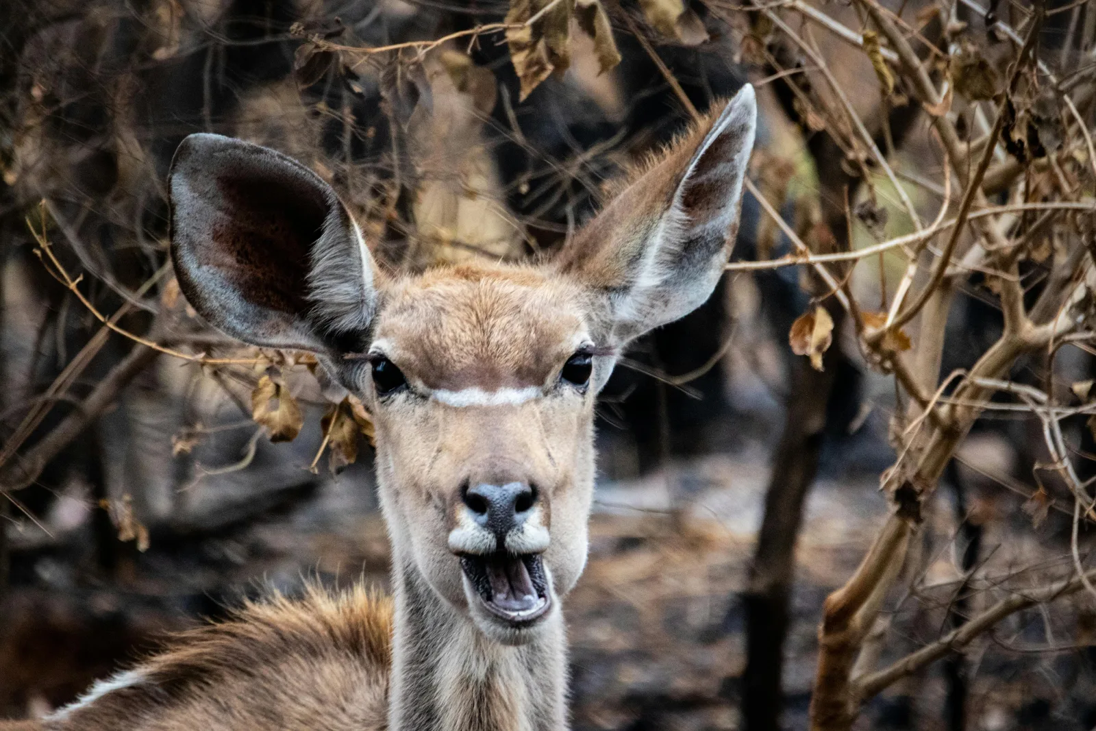 3-Day Kruger National Park Big 5 Glamping Safari gallery image