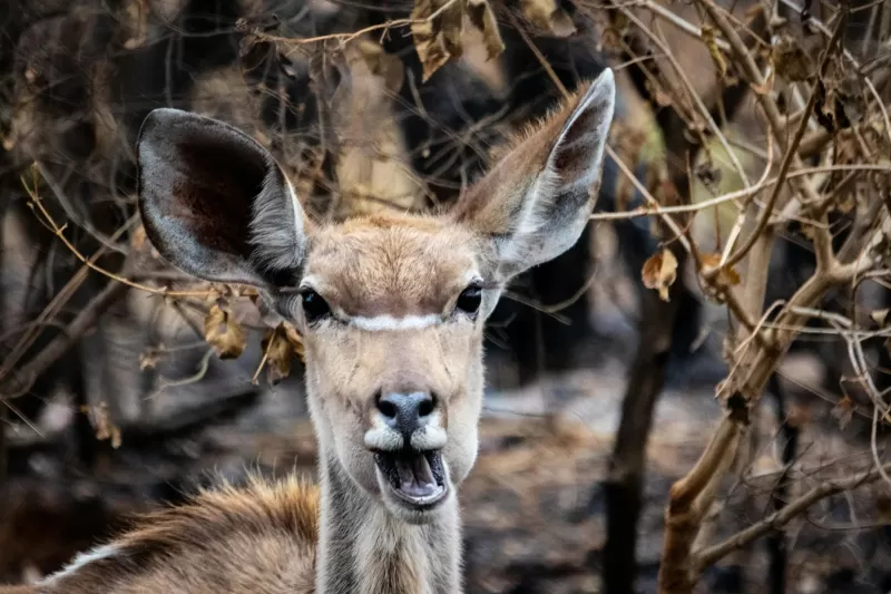 3-Day Kruger National Park Big 5 Glamping Safari gallery image