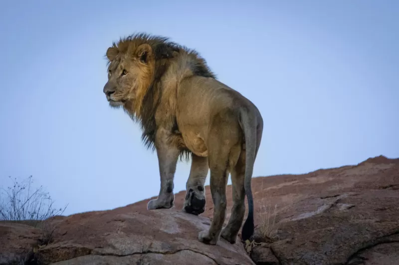 6-Days  Private Kruger Camping Safari gallery image