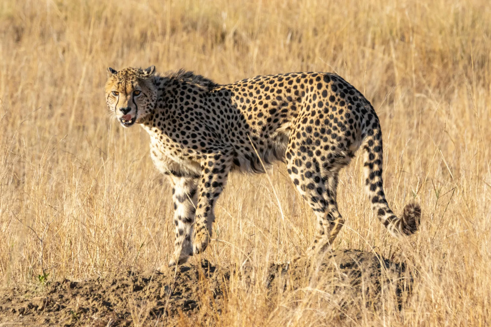 6-Days  Budget Garden Route & Addo Group Tour gallery image