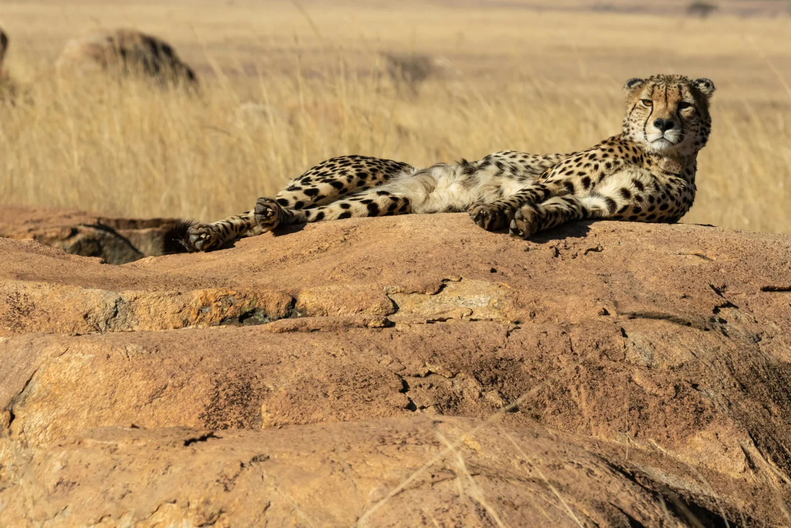 2-Day 5 Star Private Executive Pilanesberg Safari gallery image