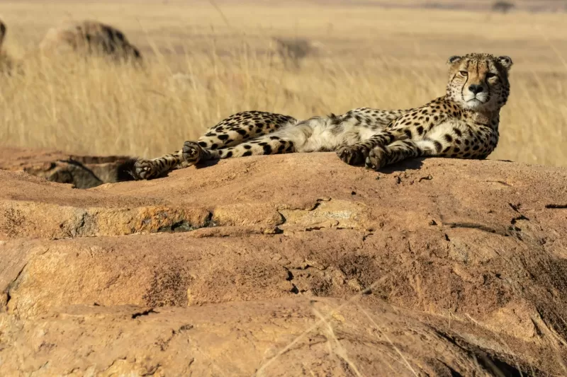 2-Day 5 Star Private Executive Pilanesberg Safari gallery image