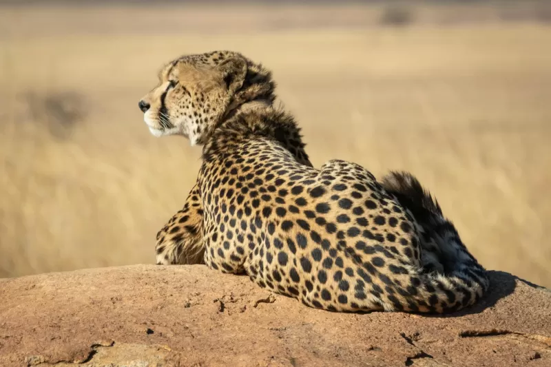 4-Day Luxury Kruger Park Safari and Panorama Route Tour gallery image