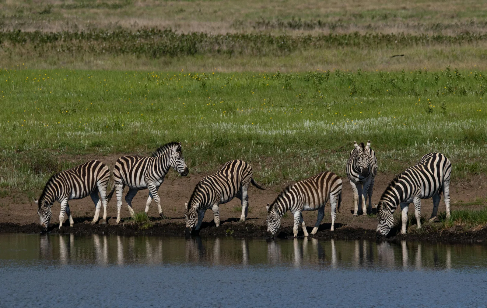1-Day 9-Hour Private Kruger Open-Vehicle Safari Drive gallery image