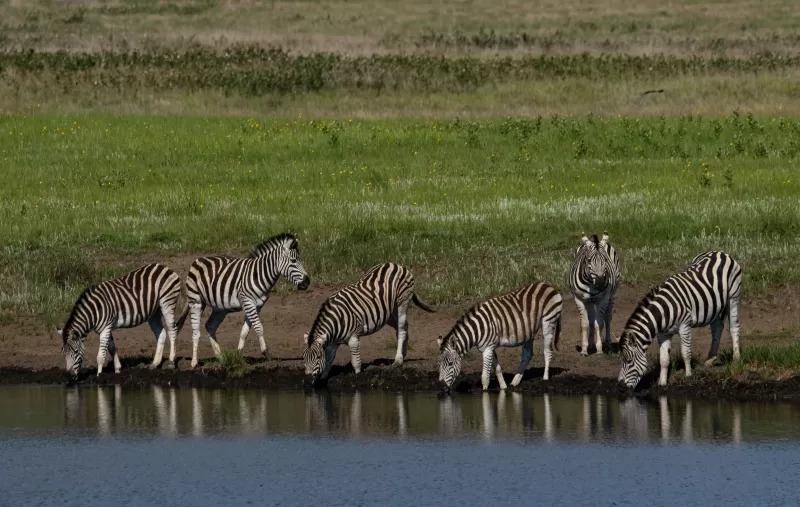 1-Day 9-Hour Private Kruger Open-Vehicle Safari Drive gallery image