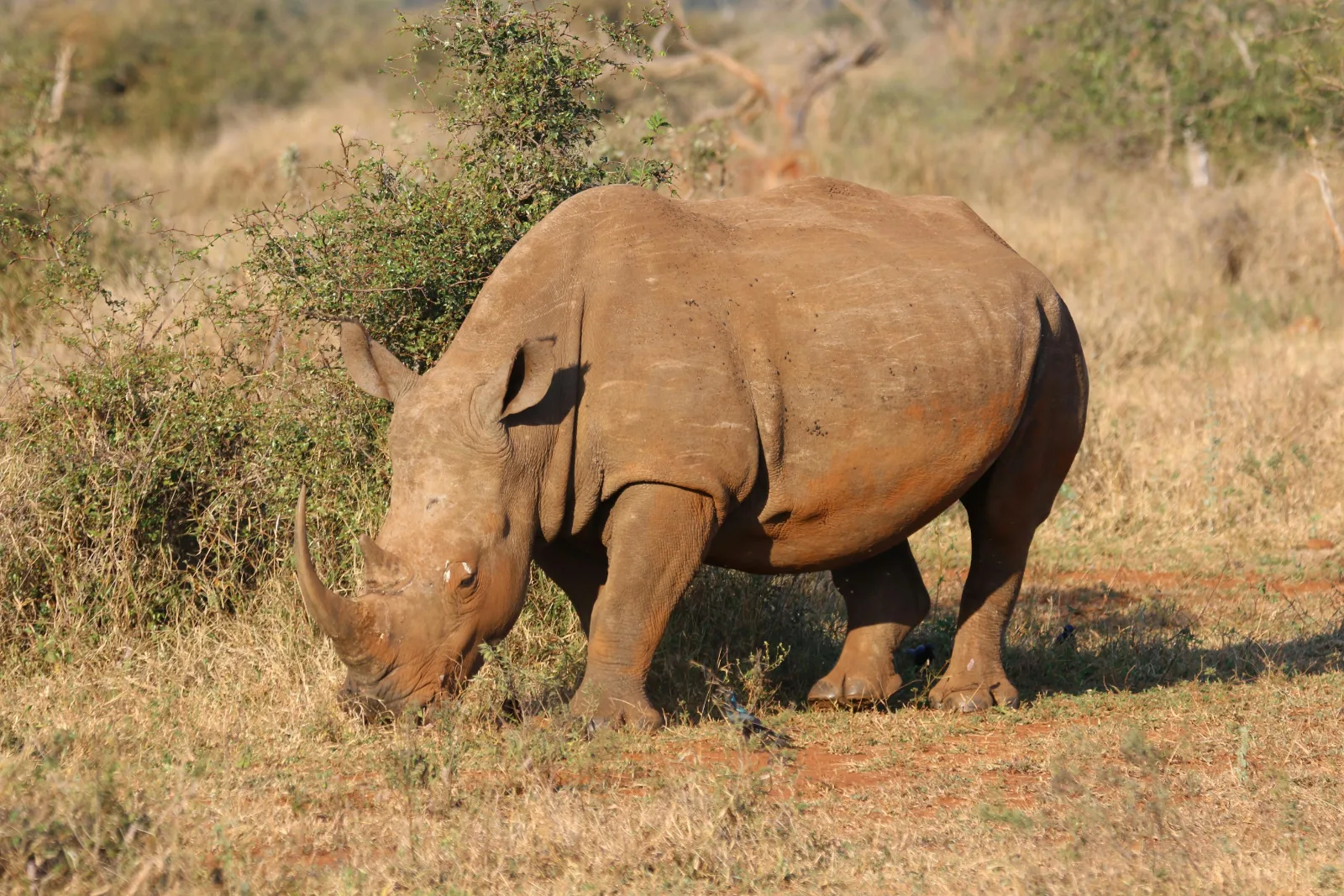 6-Days  Mid-Range Garden Route & Addo Group Tour gallery image