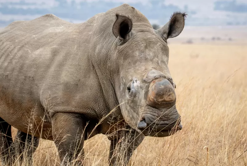 4-Day Luxury Kruger Park Safari and Panorama Route Tour gallery image