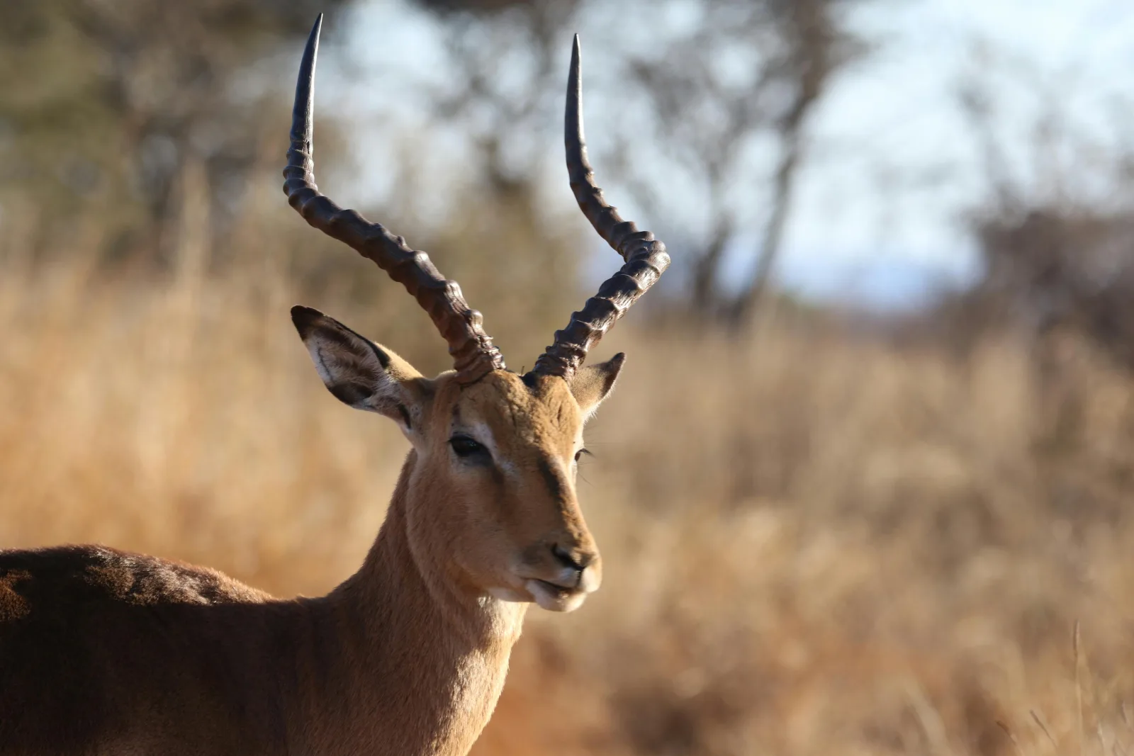4-Day Luxury Mdluli Game Lodge Kruger National Park gallery image