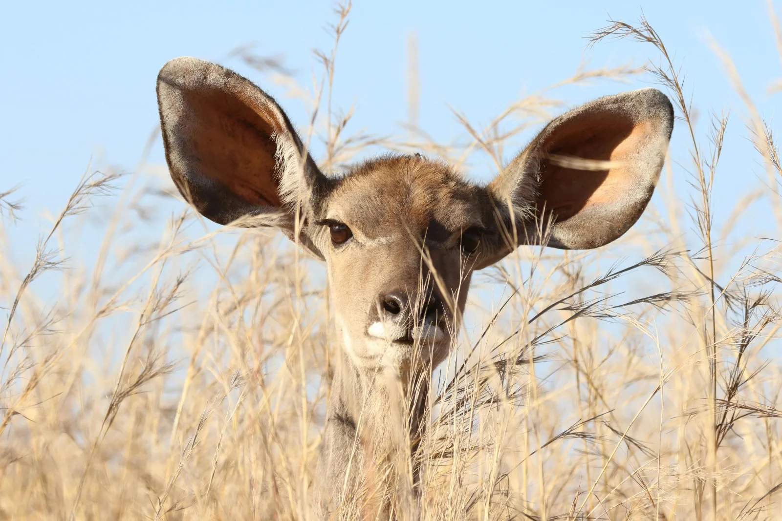 1-Day Best Full-Day Big Five Safari from Johannesburg gallery image