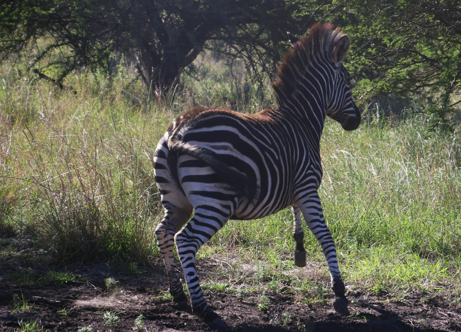 2 Days Private Mikumi Safari 2 Games from Dar Es Salaam gallery image