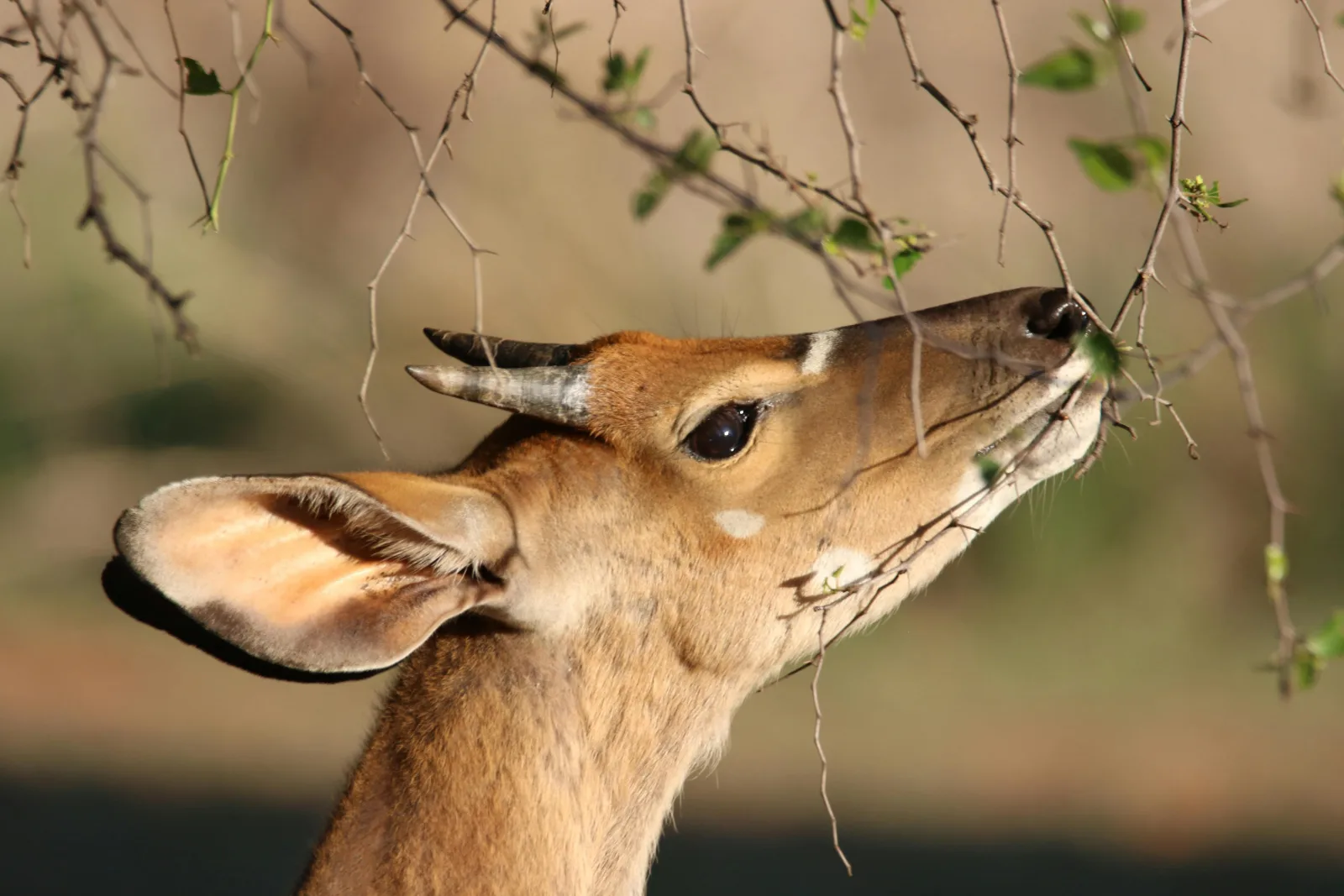 3-Day Kruger National Park Big 5 Glamping Safari gallery image