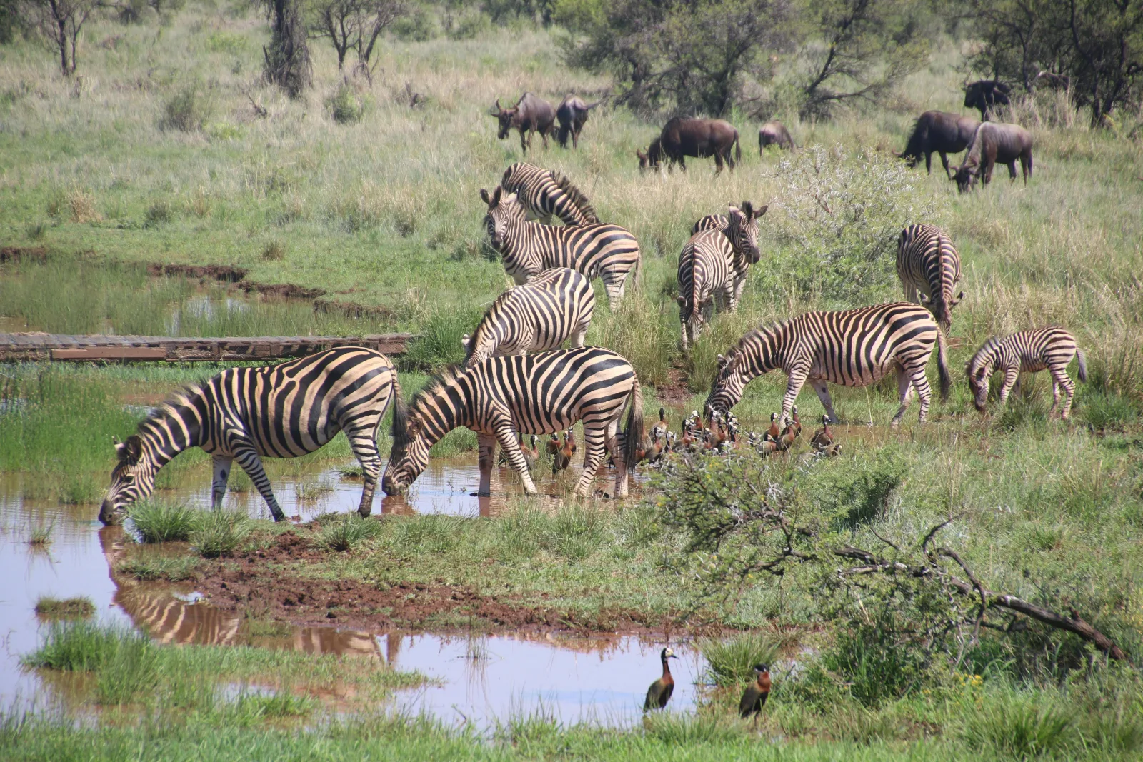 6-Days  Tremisana/Treehouse Kruger Park Safari gallery image