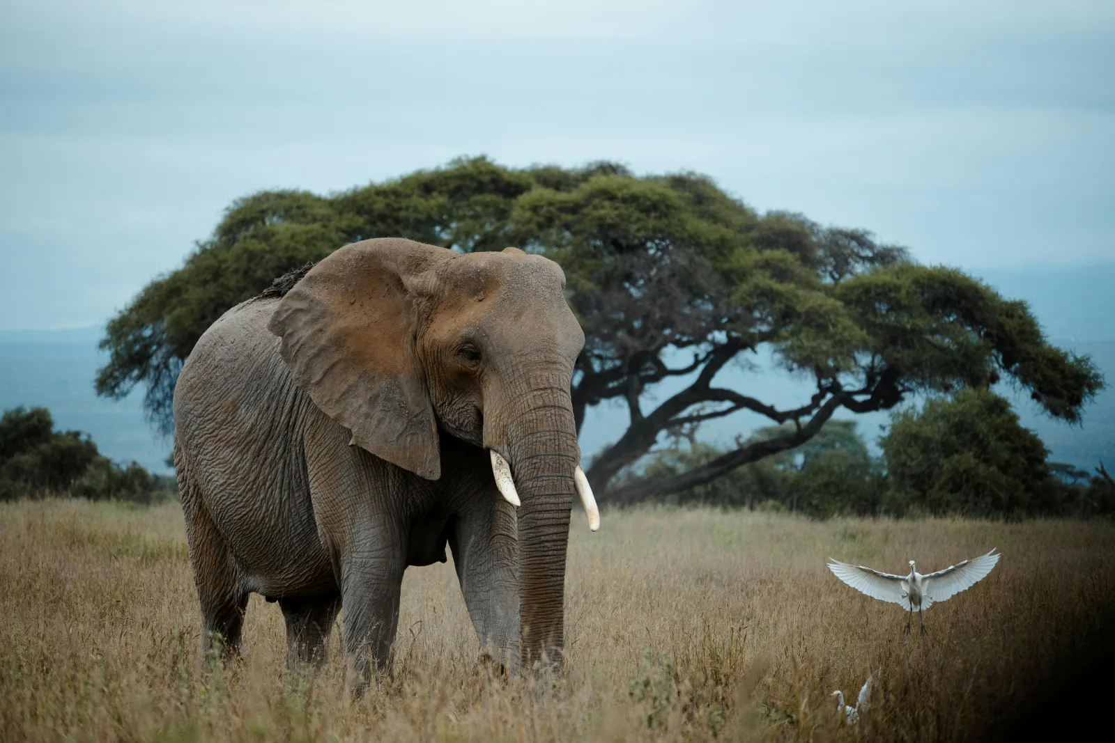 9-Days  Kwazulu-Natal, Safari and Beach gallery image