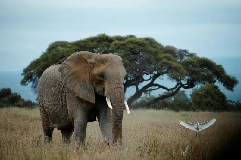 4-Day Incredible Private Safari Inside the Kruger Park gallery image