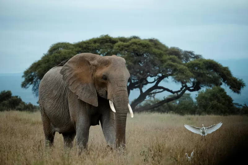 10-Days  Private Kruger Camping Safari gallery image