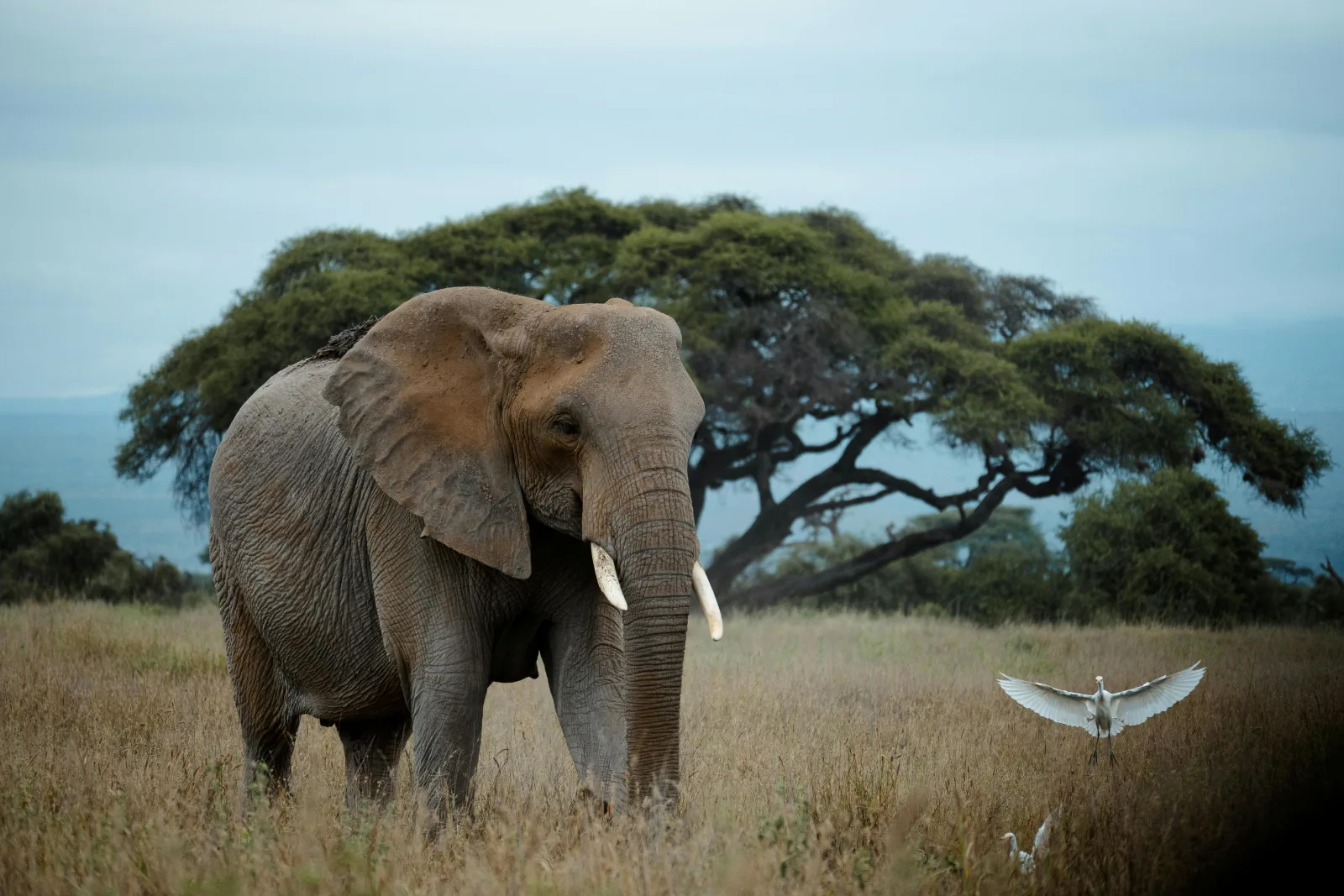 2-Day 4 Star Mabula Game Lodge Big 5 2Hrs 30Min from Jhb gallery image