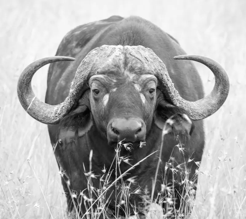 9-Days  Kruger Private Camping Safari gallery image