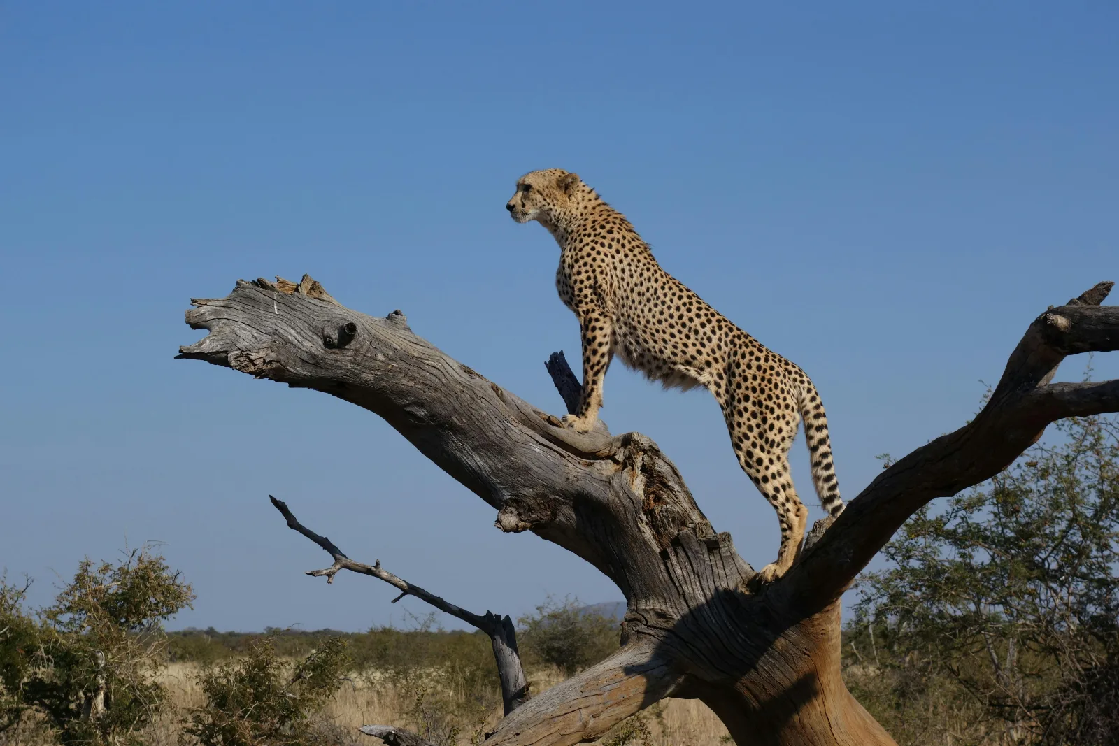 2-Day Luxury Kapama River Lodge Safari gallery image
