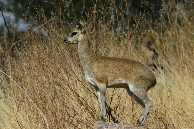 11-Days  Tour Gonder, Simien Mountain, Danakil & Omo Valley gallery image