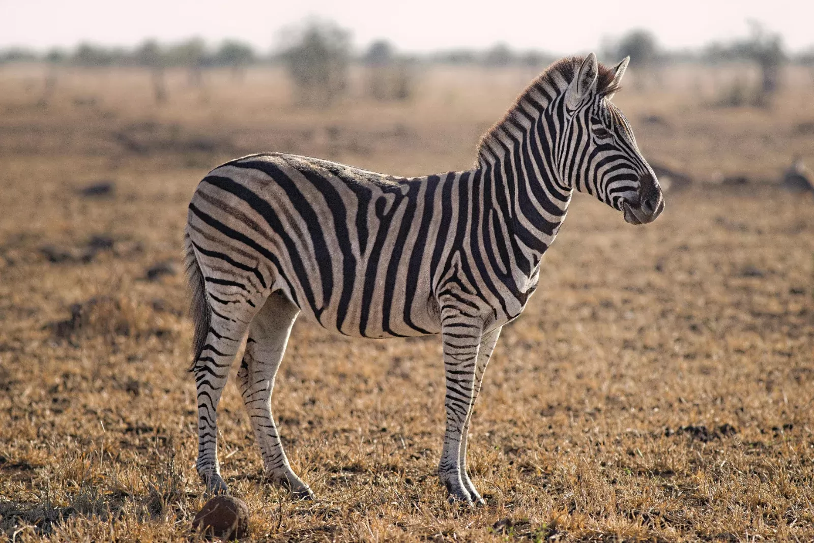 6-Days  Lux Kruger, Panorama & Private Game Reserve Safari hero photo