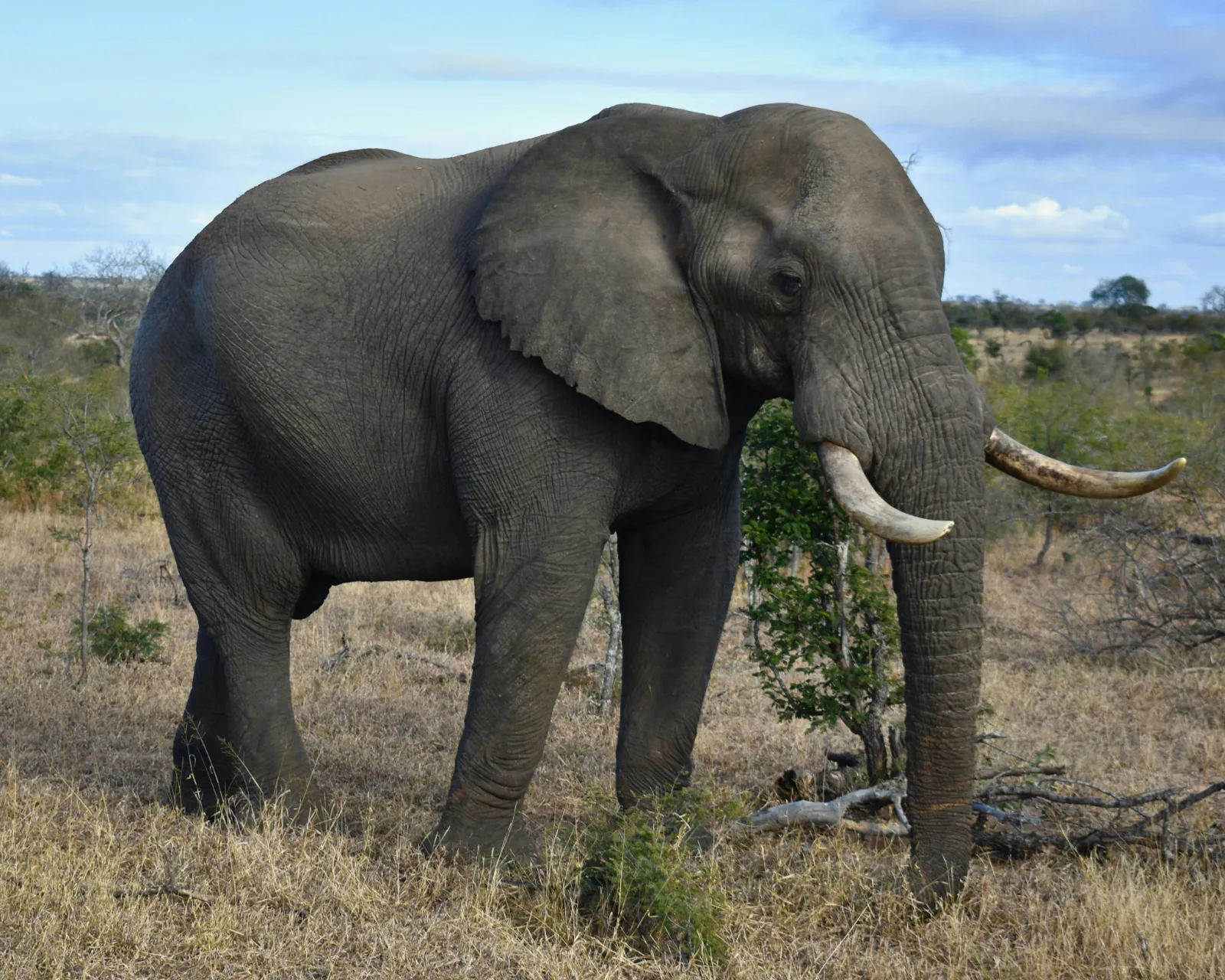 3-Day Kruger Park Safari in Private Concession gallery image
