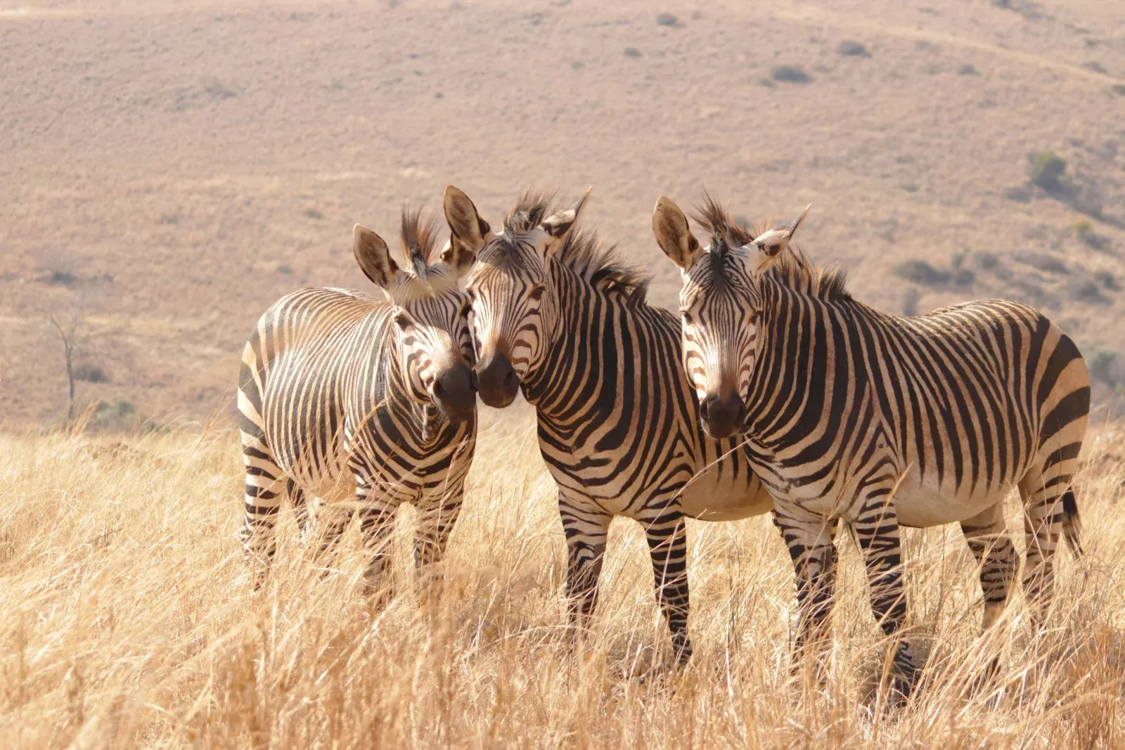 6-Days  Private Kruger Camping Safari hero photo