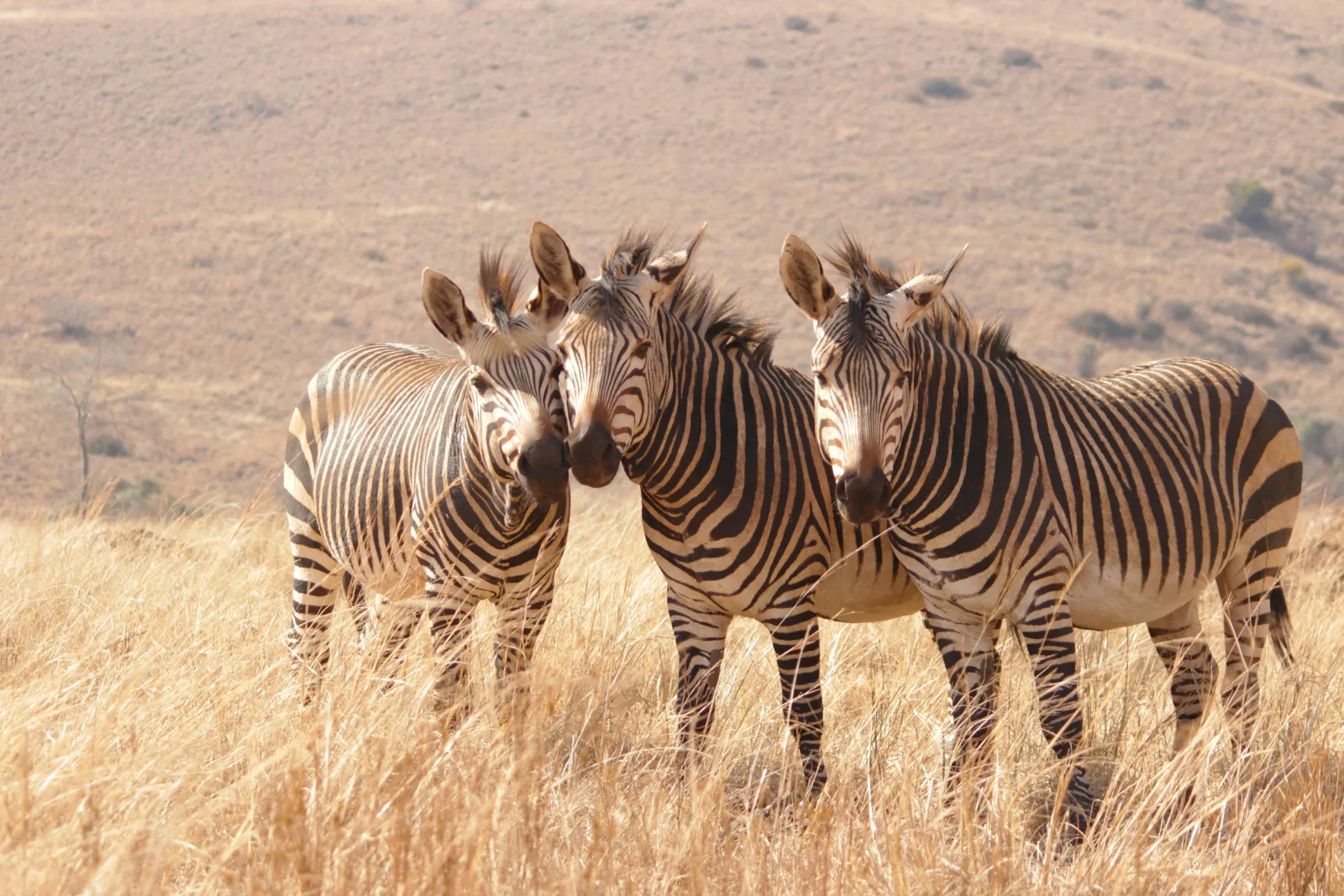 3-Day Kruger Park Safari in Private Concession gallery image