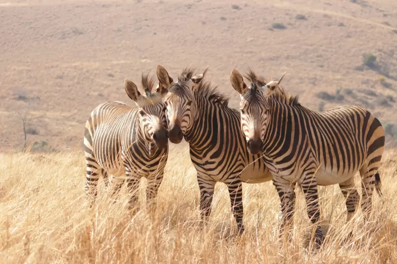 9-Days  Kwazulu-Natal, Safari and Beach gallery image