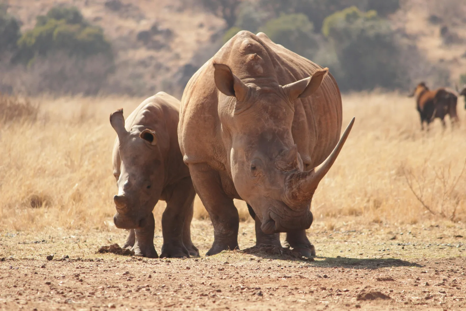 3-Day Kruger Park Safari in Private Concession gallery image