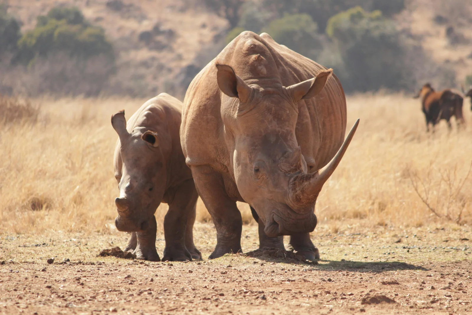 18-Days  Luxury Cape Town, Johannesburg, Kruger & Vic Falls