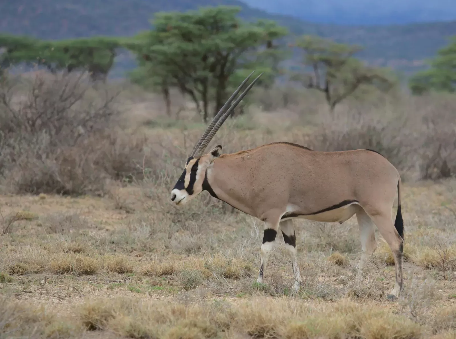 11-Days  Ethiopia Birdwatching Adventure & Photograph Tour hero photo