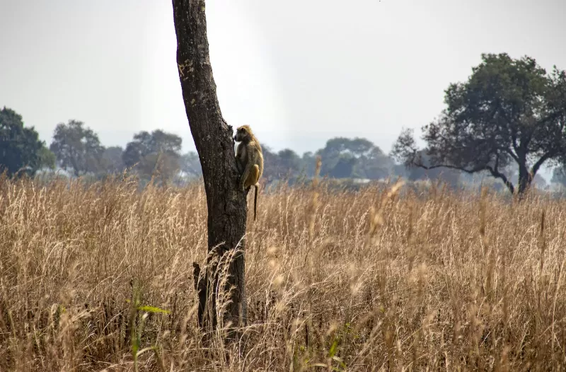 1 Day Fly in Mikumi National Park Flly out with Dallas - Tanzania safari gallery image