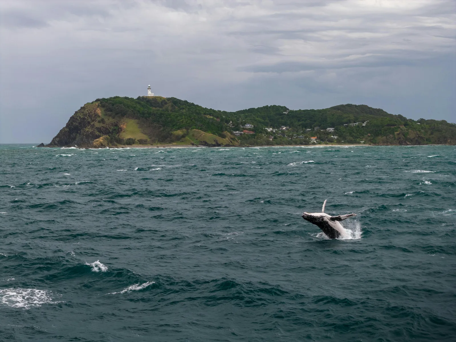 6-Days  Scheduled Tour Garden Route, Safari & Hermanus gallery image