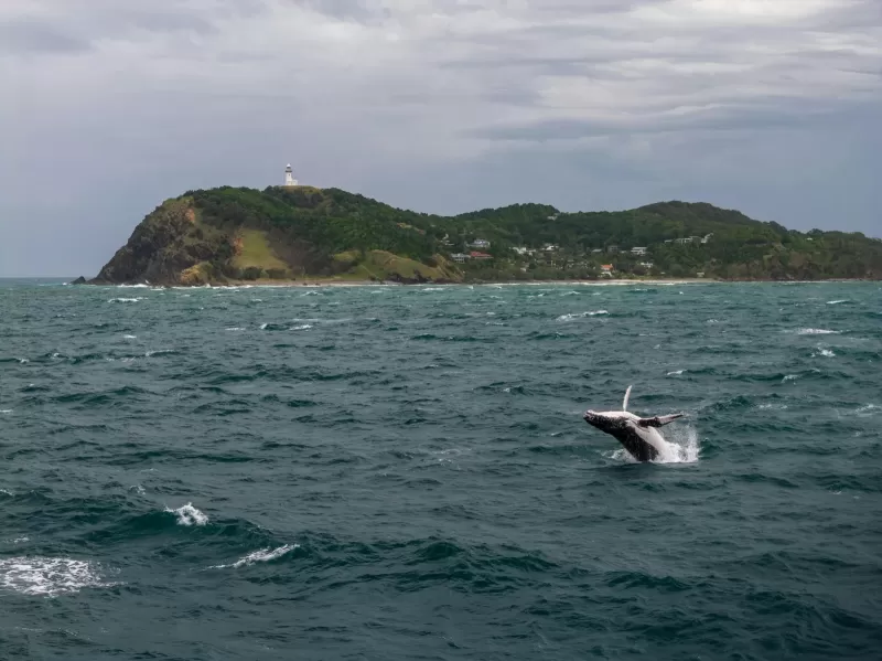 6-Days  Scheduled Tour Garden Route, Safari & Hermanus gallery image