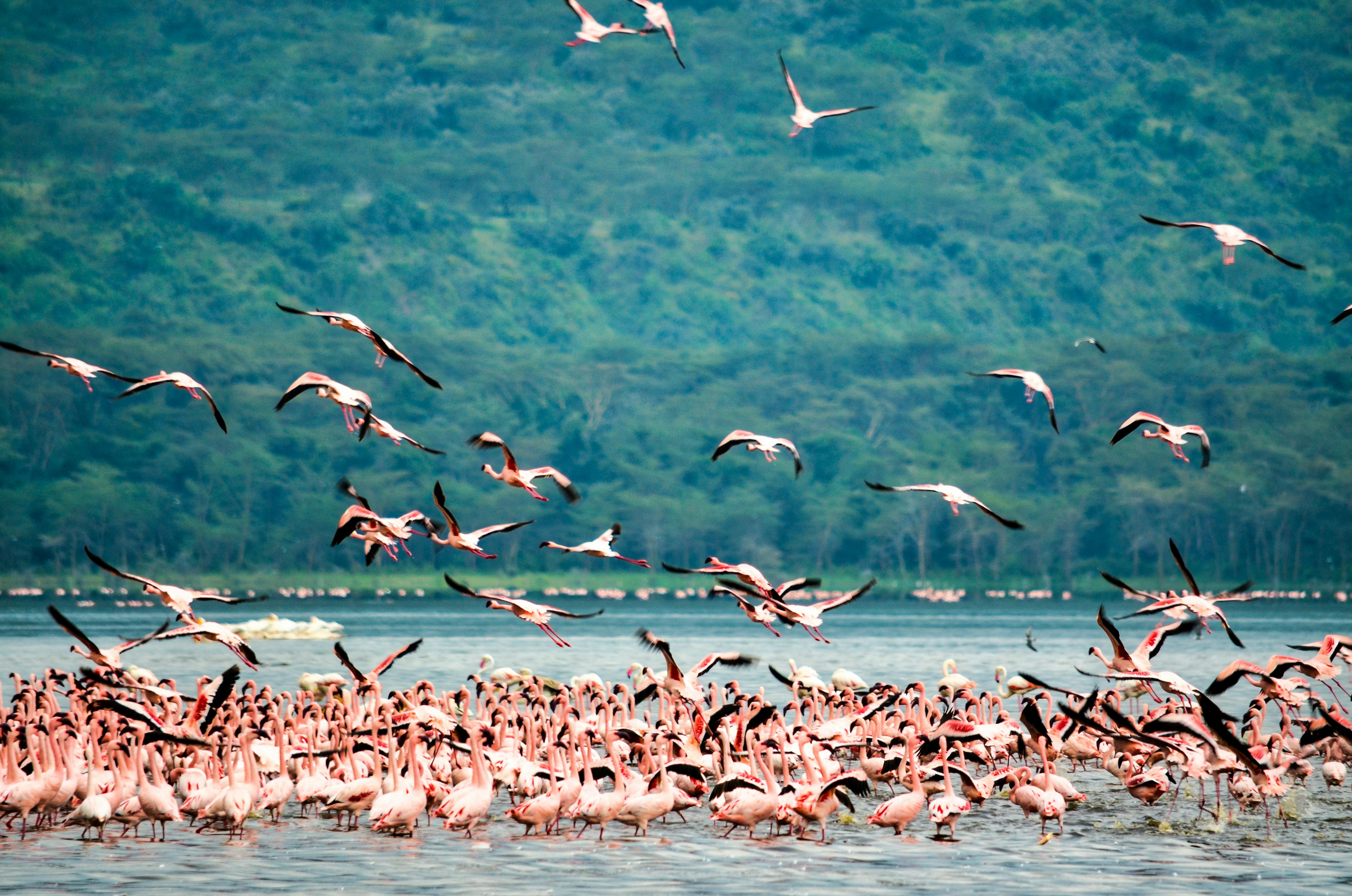 1-Day Wonderful Trip to Arusha National Park 2026 - 2027 gallery image