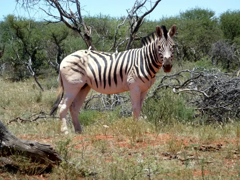 3-Day Kruger - Nambu Camp gallery image