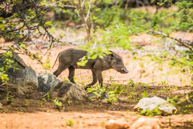 2-Days Short & Sweet Trip Mikumi National Park
