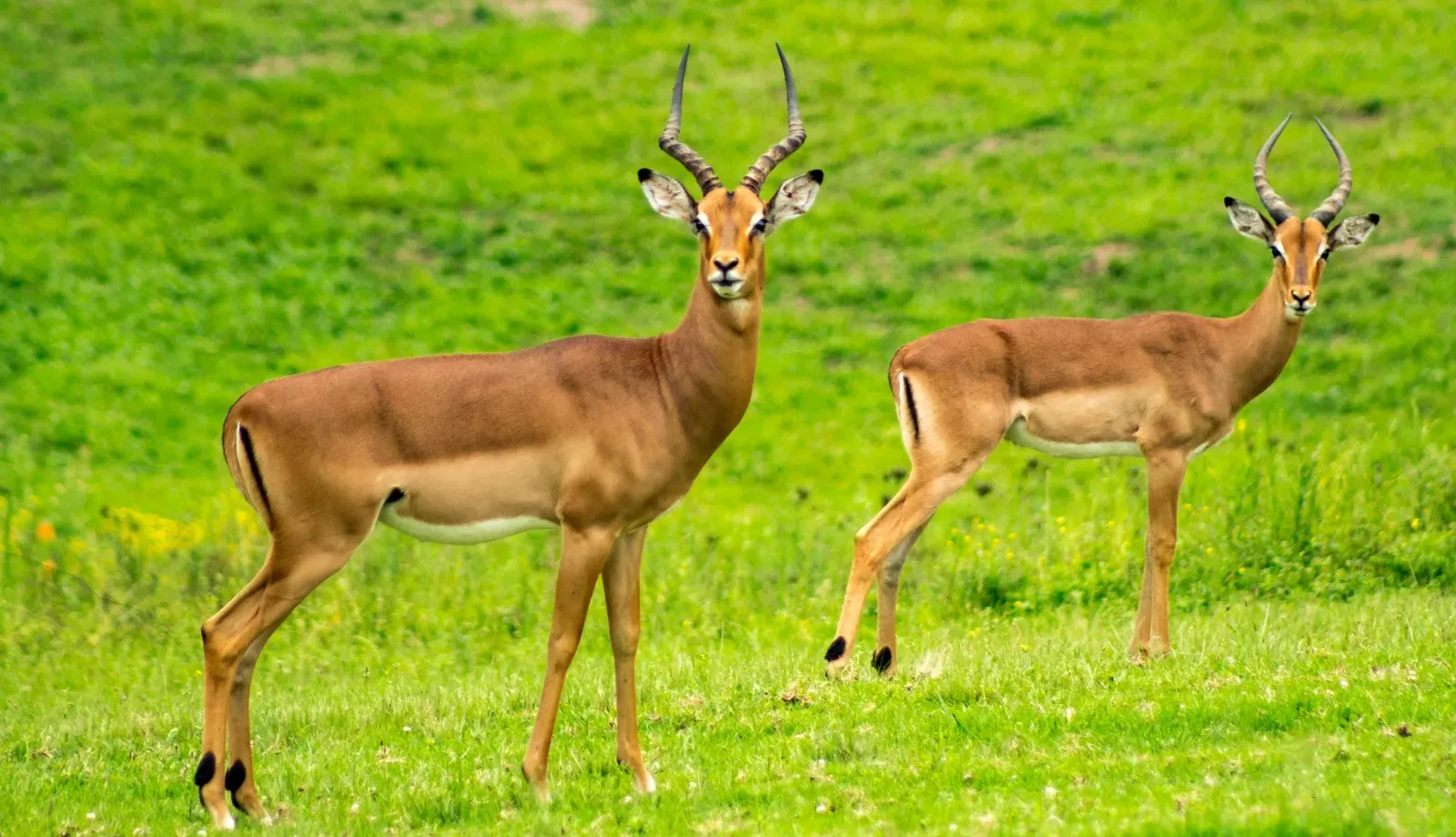 6-Days  Tremisana/Treehouse Kruger Park Safari hero photo