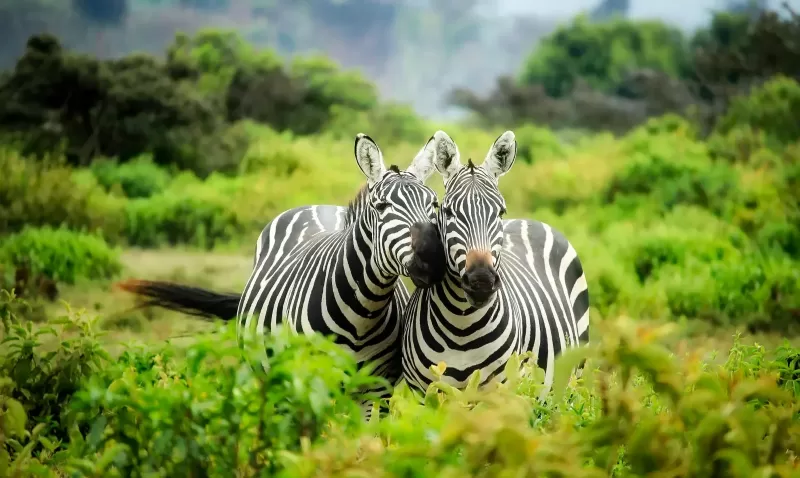 6-Days  Budget Kruger Park - Sekekama Tented Camp Safari gallery image