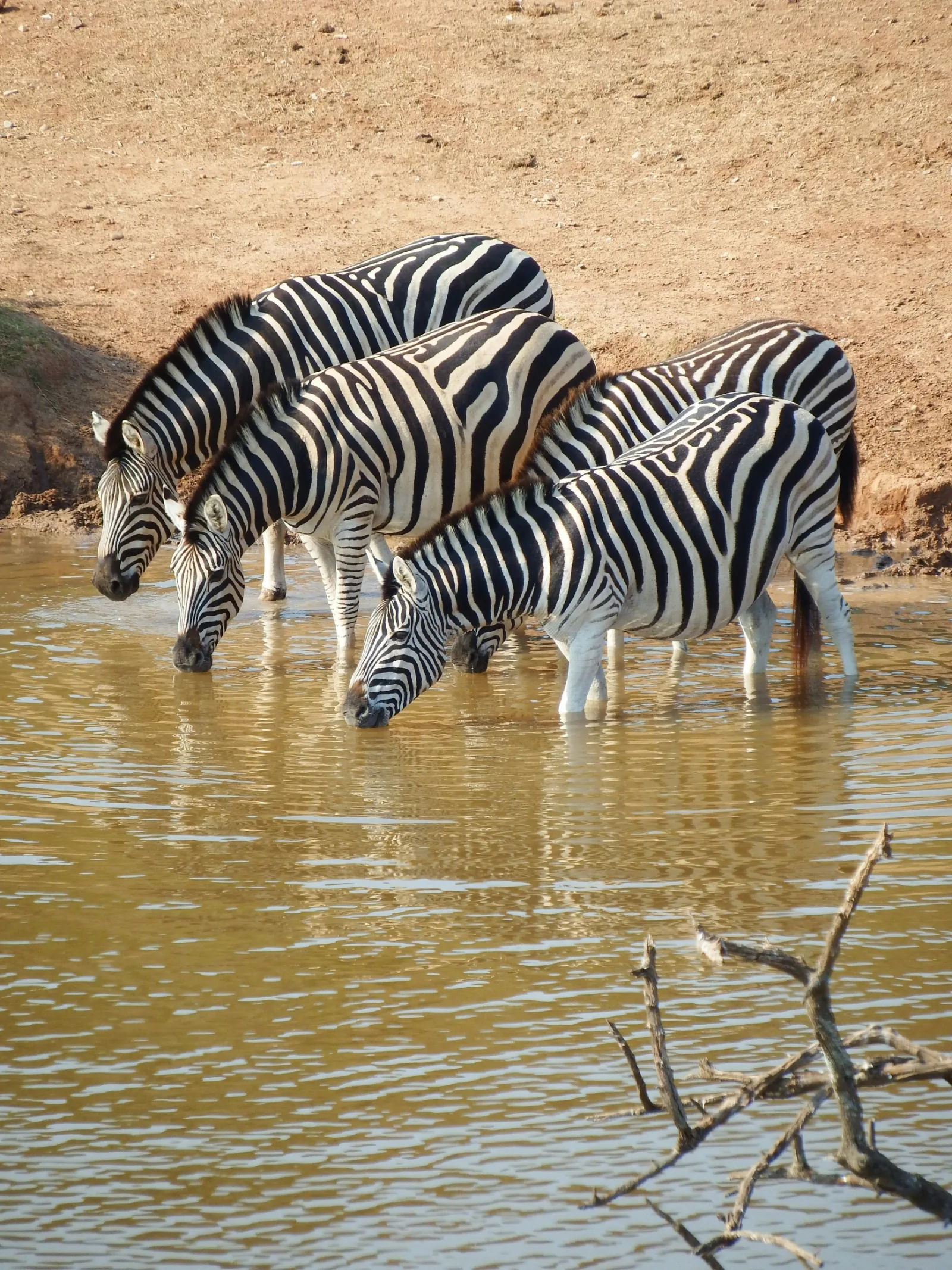 9-Days  Private Kruger Safari gallery image