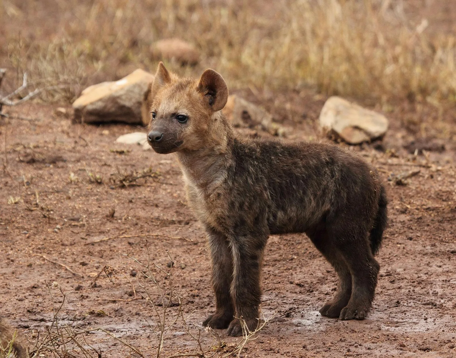 2 Days Private Mikumi Safari 2 Games from Dar Es Salaam gallery image