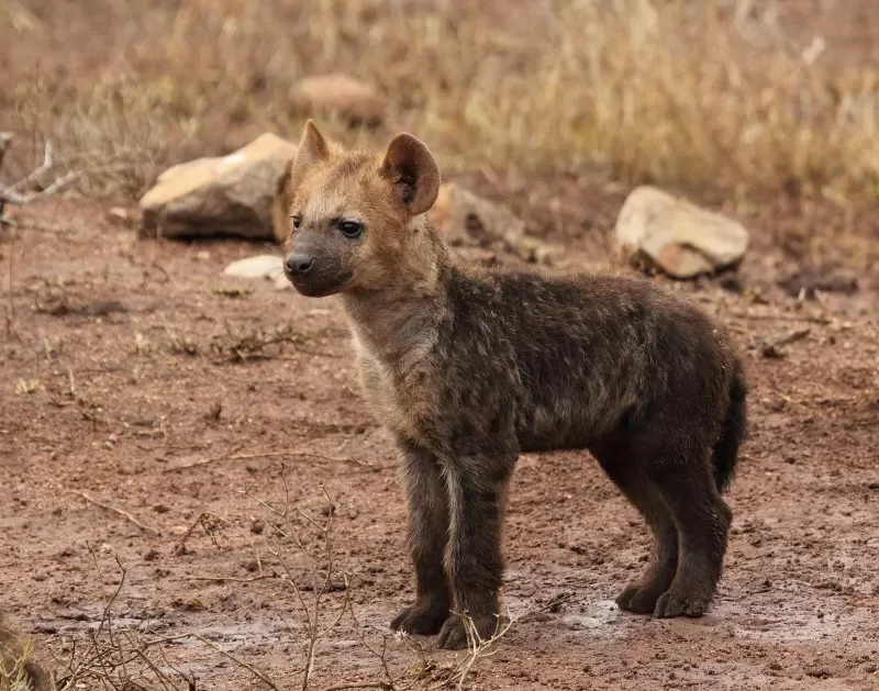 12-Days Honeymoon Uganda & Kenya Trip - Things to do in Uganda & Kenya gallery image
