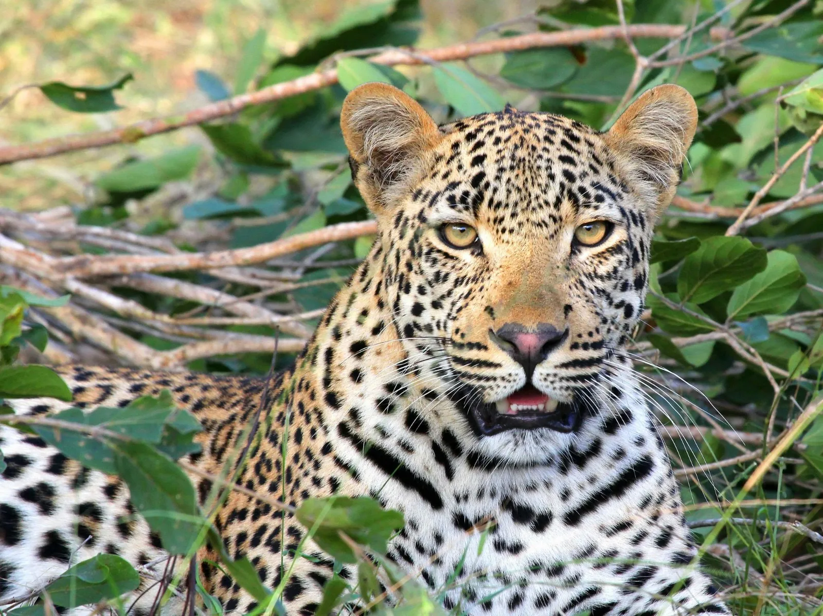 9-Days  Luxury Cape Town, Kruger NP and Victoria Falls gallery image