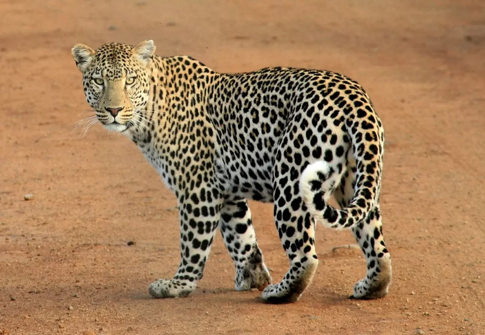 6-Days  Luxury Kruger Safari & Panorama Route hero photo