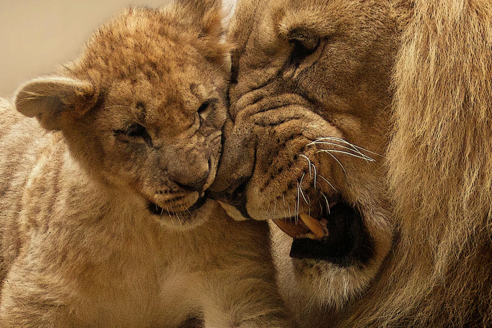 6-Days  Budget Garden Route & Addo Group Tour gallery image